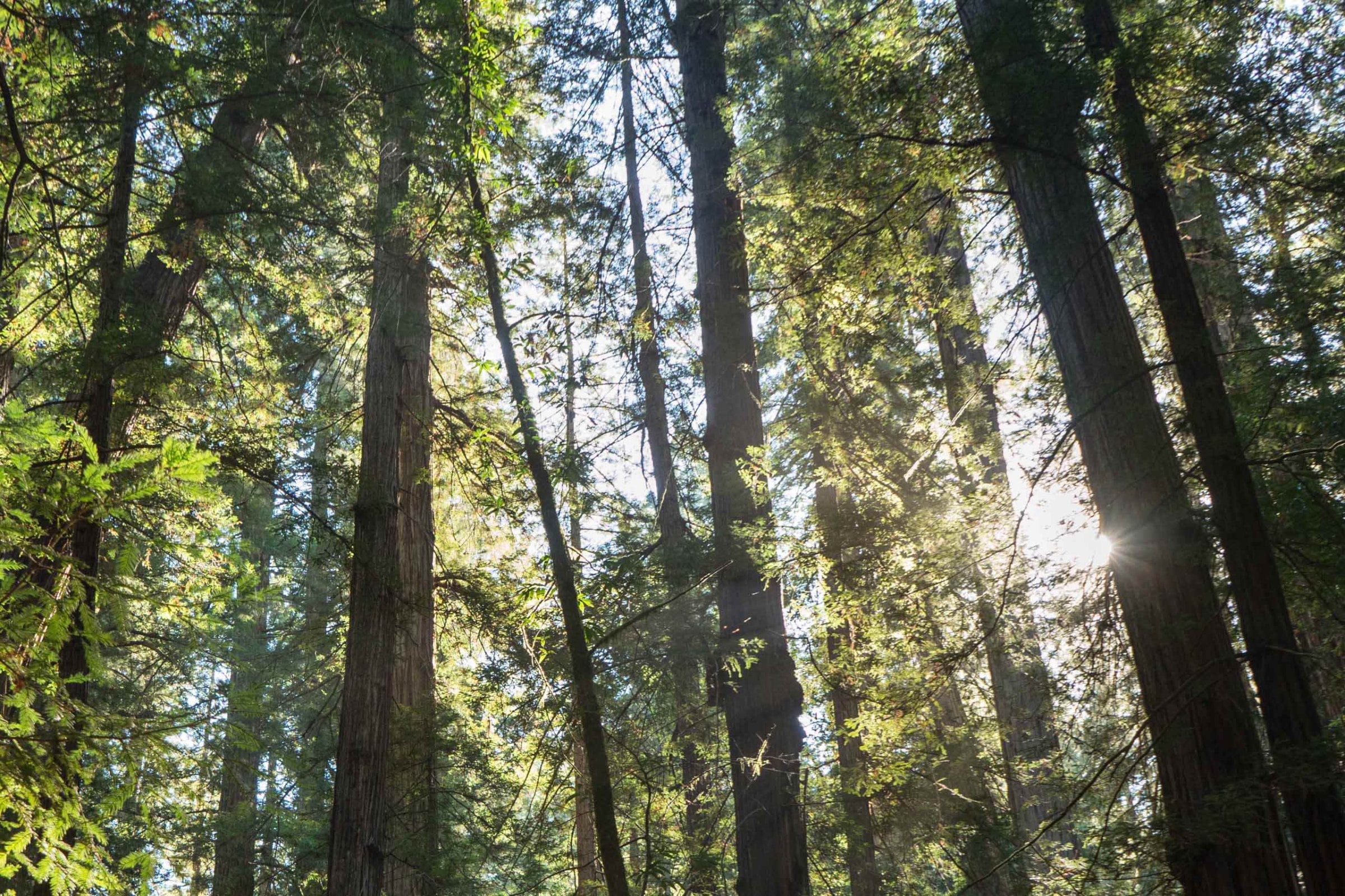 A year of being climate positive